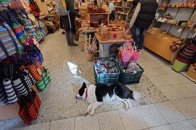 台北の迪化街のお店の店頭で熟睡する犬