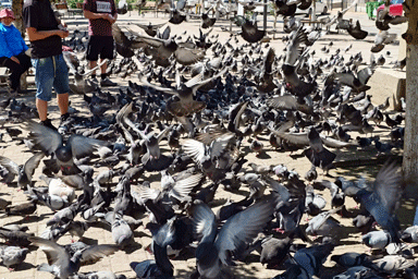 ガンダン寺の前に餌で集まる無数の鳩
