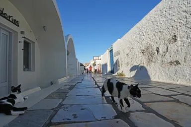 サントリーニ島のイアの朝の路地を占拠する猫たち