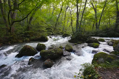 青森の奥入瀬渓流の清流と森