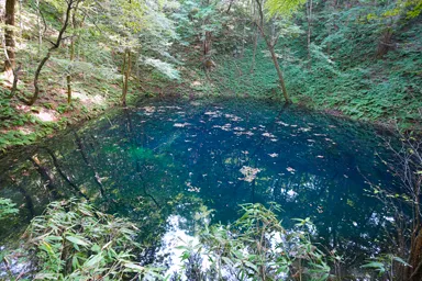白神山地の深いブナ林を写した自然豊かな景色。