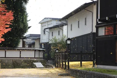 岐阜の飛騨古川の上から舞う黄色いイチョウの葉