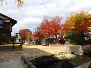 岐阜の飛騨古川の紅葉とイチョウの木