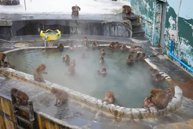函館市熱帯植物園の温泉に入る猿たち
