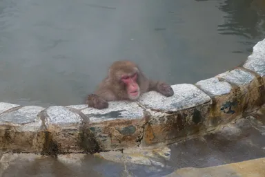 函館市熱帯植物園の温泉に入って腕だけ出す猿