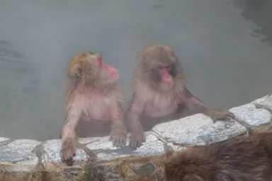 函館市熱帯植物園の温泉に入る2匹の猿