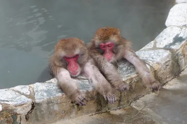 函館市熱帯植物園の温泉でのぼせた感じの猿2匹
