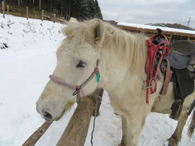 函館の雪の乗馬の毛が長い白い馬