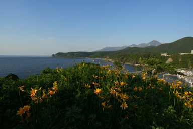 ウトロのオロンコ岩の上に咲く黄色い花々とオホーツク海と知床連山