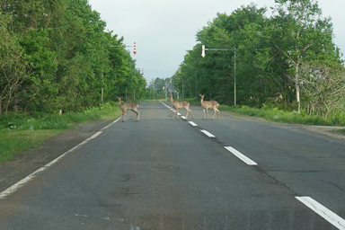 北海道の道路に出て来た3匹の巨大な鹿の様子