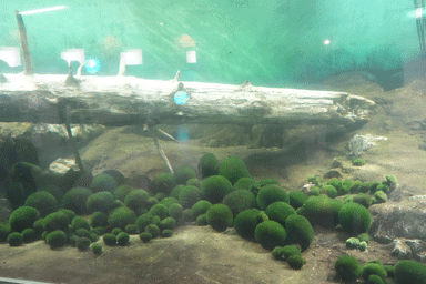 阿寒湖のマリモ展示観察センターの水槽にいくつも並ぶマリモ