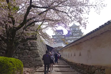 姫路城の将軍坂と桜