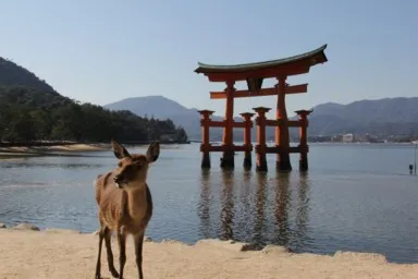 海に浮かぶ大鳥居を正面からとらえた厳島神社。