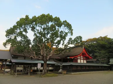 福岡の宗像大社の本殿