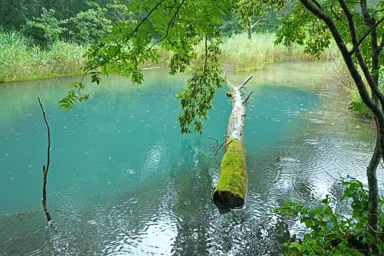 福島の裏磐梯の五色沼の青い湖面に浮かぶ倒木