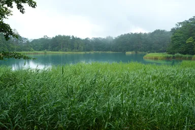 福島の裏磐梯の五色沼の湖面と葦の草