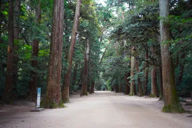 茨城の鹿島神社の境内の巨大杉が並ぶ参道
