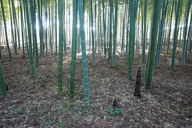 水戸の偕楽園の春の竹林と竹の子