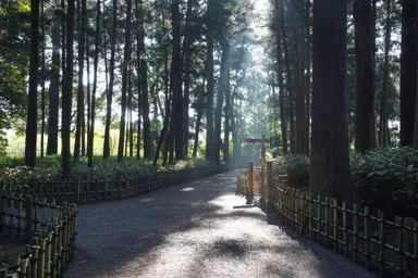 水戸の偕楽園の朝日が差し込む散策路