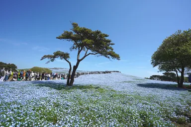 ひたち海浜公園の広がる青いネモフィラとたくさんの観光客