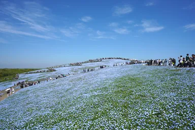 ひたち海浜公園の丘に沿って広がる青いネモフィラ