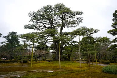 金沢の兼六園の根上松