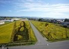 田舎館村の田んぼアート