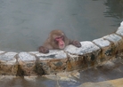 猿が温泉につかる函館市熱帯植物園