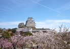 桜と姫路城