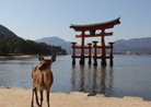 厳島神社の鳥居と鹿