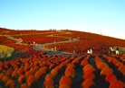 ひたち海浜公園の真っ赤に染まるコキア