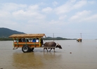 由布島へ海を渡る水牛