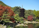 国宝瑠璃光寺の五重塔