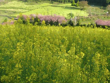神奈川の松田の菜の花畑