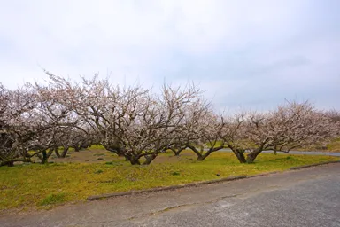 小田原の曽我梅林の梅