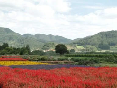 山梨の夏の色鮮やかな花と緑の風景