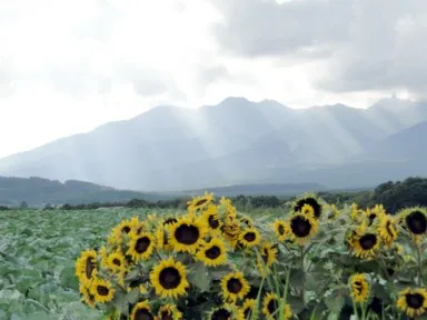 山梨の夏のひまわりと山