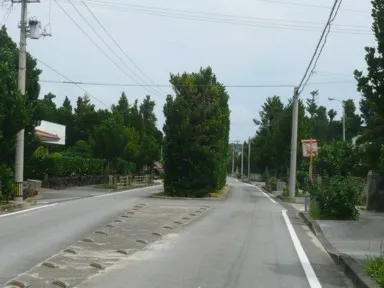 久米島の道の真ん中に木が並ぶ真謝のチュラ福木