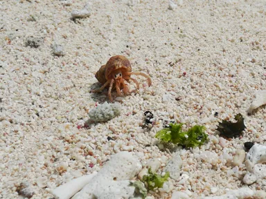 久米島のハテの浜にいるヤドカリ