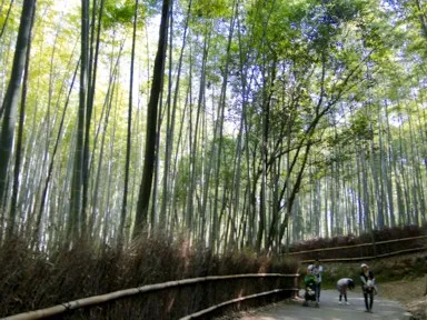 京都の嵐山の竹林の小道