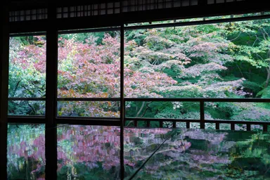 京都の瑠璃光院のもみじとテーブルに写り込むもみじ