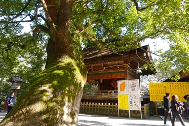 香川の金刀比羅宮の境内と巨大な木