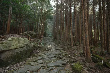三重の熊野古道の馬越峠の石畳と杉林