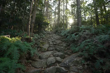 三重の熊野古道の山道と木漏れ日