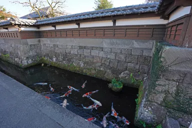 宮崎の飫肥の武家屋敷通りの鯉