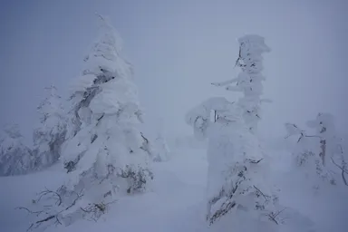 宮城蔵王の雪をまとった樹氷