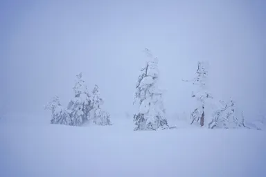 宮城蔵王の吹雪と樹氷