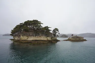 宮城の松島の岩の島と松の木