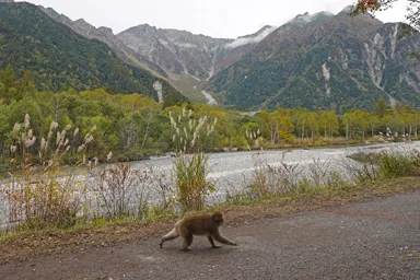 上高地の砂利道を走る猿