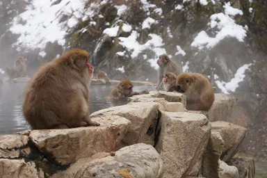 長野の地獄谷の雪景色と温泉と猿